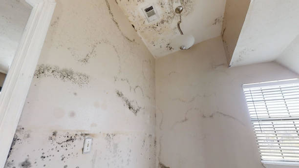 Best Real Estate Mold Inspection  in Landing, NJ
